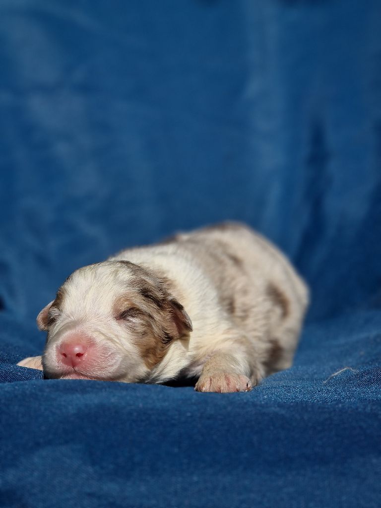 Du Domaine Du Clos Australien - Chiots disponibles - Berger Australien
