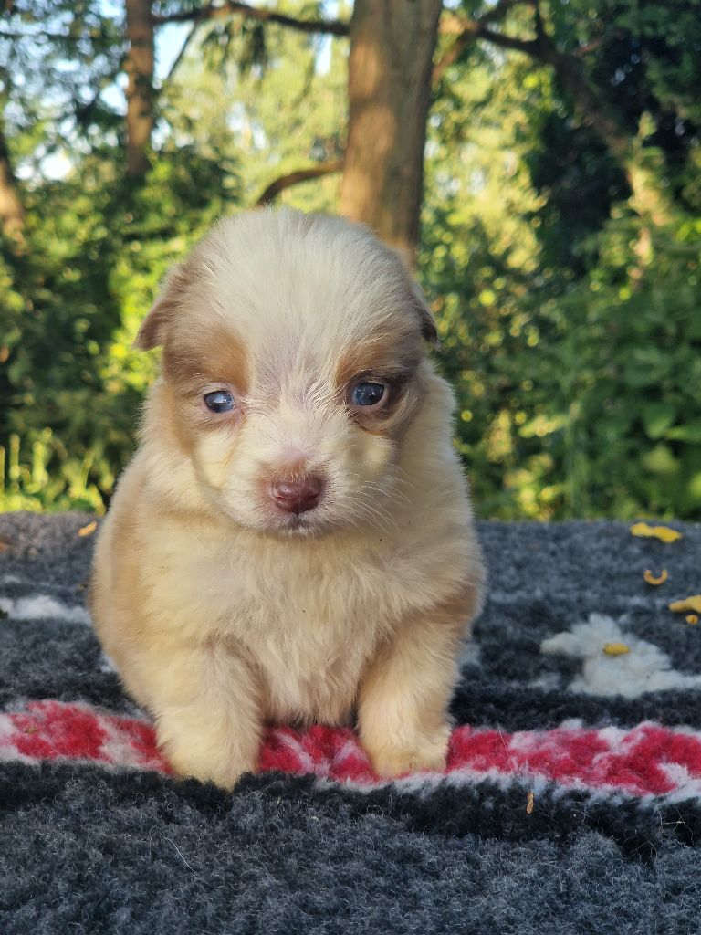 Du Domaine Du Clos Australien - Chiots disponibles - Berger Australien