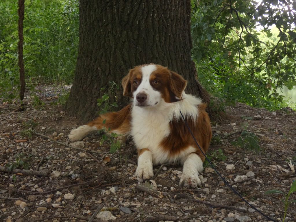 Du Domaine Du Clos Australien - Chiots disponibles - Berger Australien