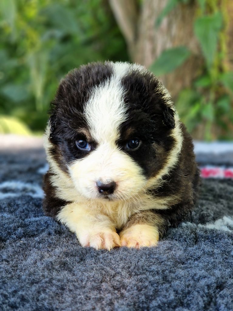 Du Domaine Du Clos Australien - Chiots disponibles - Berger Australien