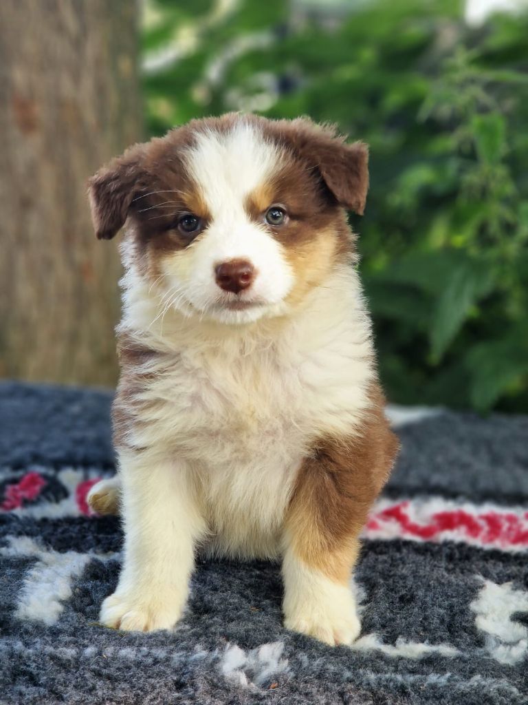 Du Domaine Du Clos Australien - Chiots disponibles - Berger Australien