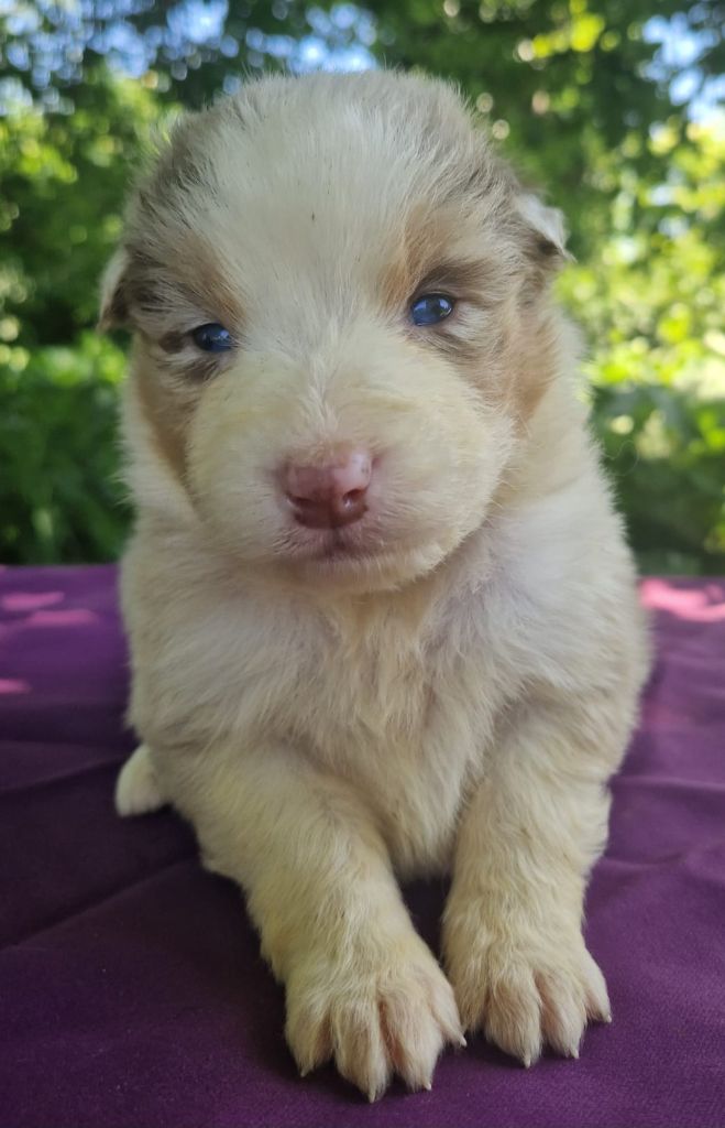 Du Domaine Du Clos Australien - Chiots disponibles - Berger Australien