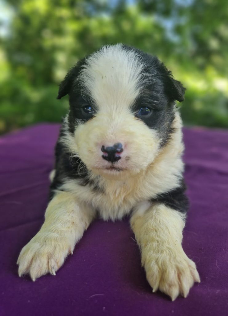Du Domaine Du Clos Australien - Chiots disponibles - Berger Australien
