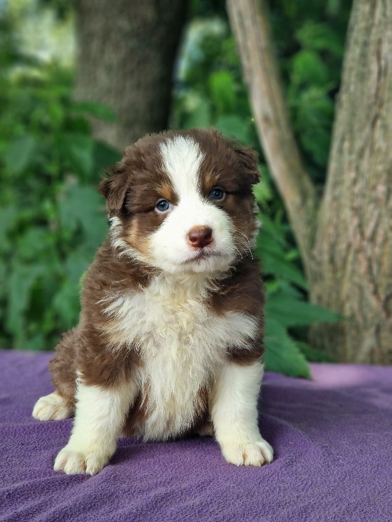 Du Domaine Du Clos Australien - Chiots disponibles - Berger Australien