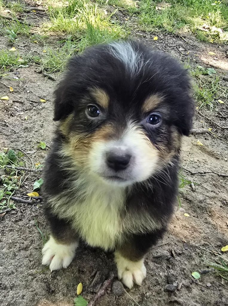 Du Domaine Du Clos Australien - Chiots disponibles - Berger Australien