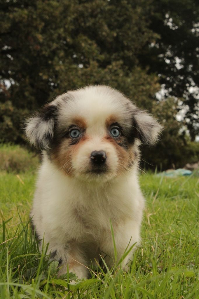 Du Domaine Du Clos Australien - Chiots disponibles - Berger Australien