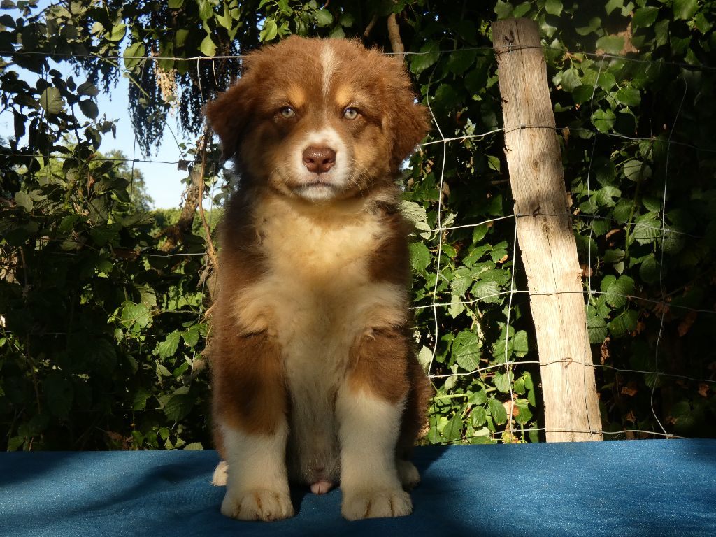 Du Domaine Du Clos Australien - Chiots disponibles - Berger Australien