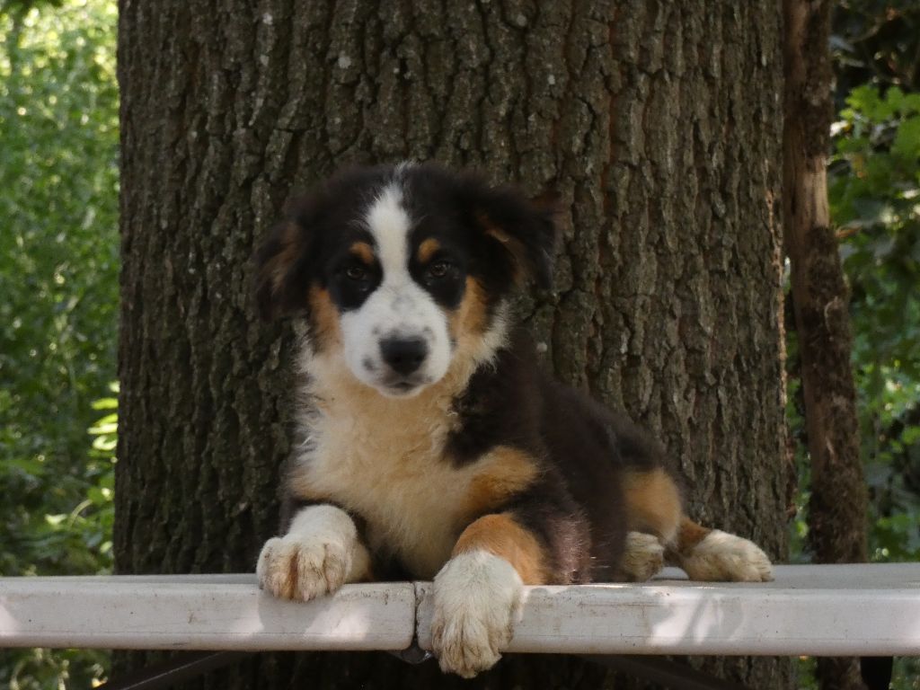 Du Domaine Du Clos Australien - Chiots disponibles - Berger Australien