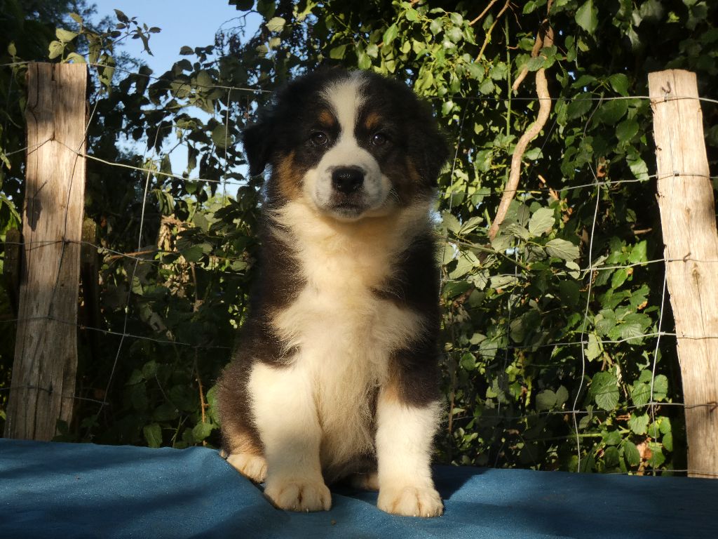 Du Domaine Du Clos Australien - Chiots disponibles - Berger Australien