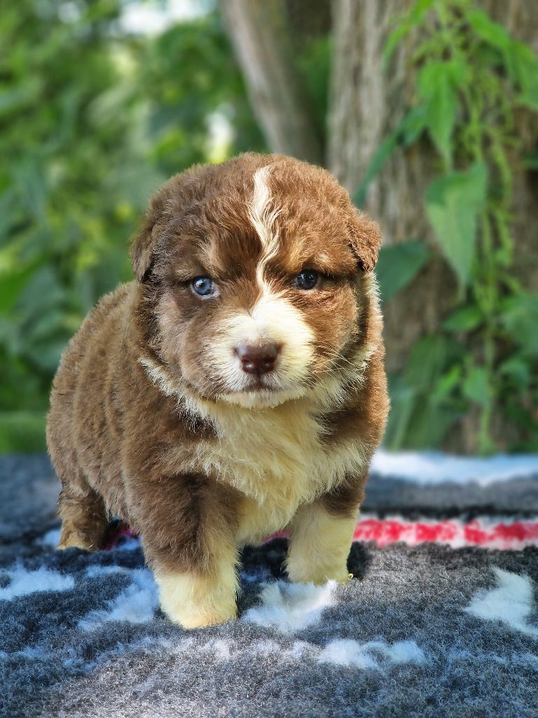 Du Domaine Du Clos Australien - Chiots disponibles - Berger Australien