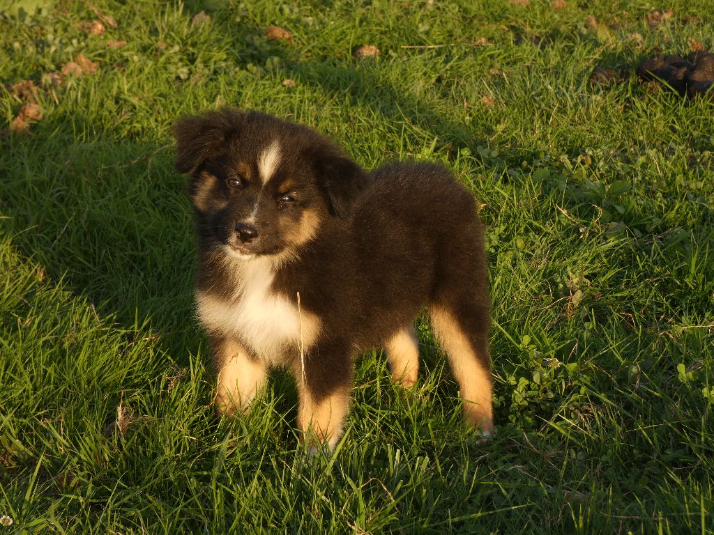 Du Domaine Du Clos Australien - Chiots disponibles - Berger Australien