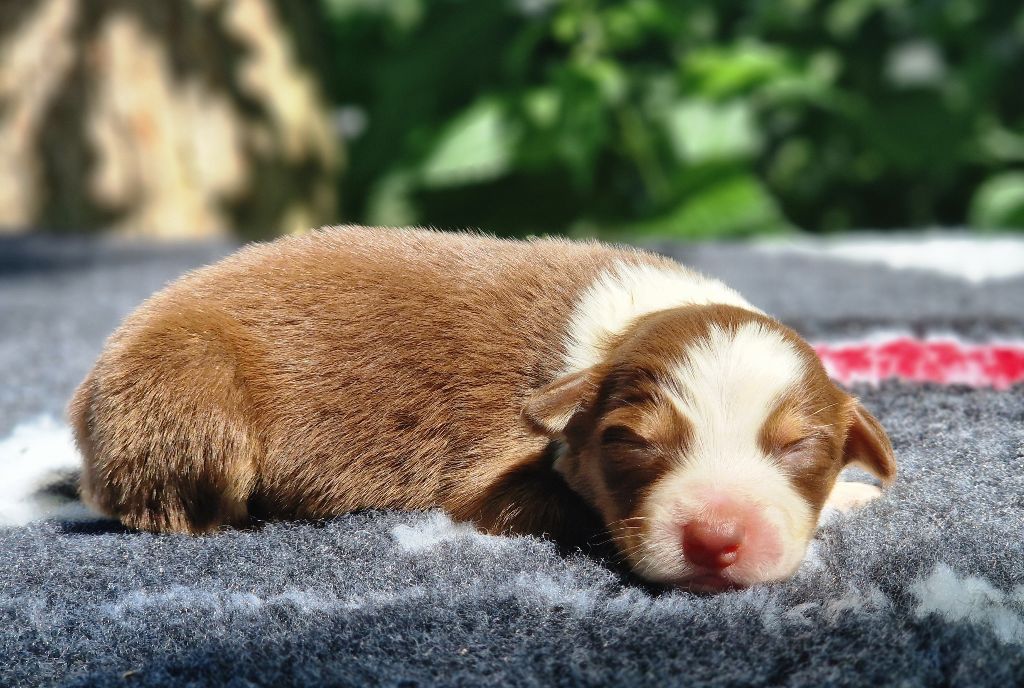 Du Domaine Du Clos Australien - Chiots disponibles - Berger Australien