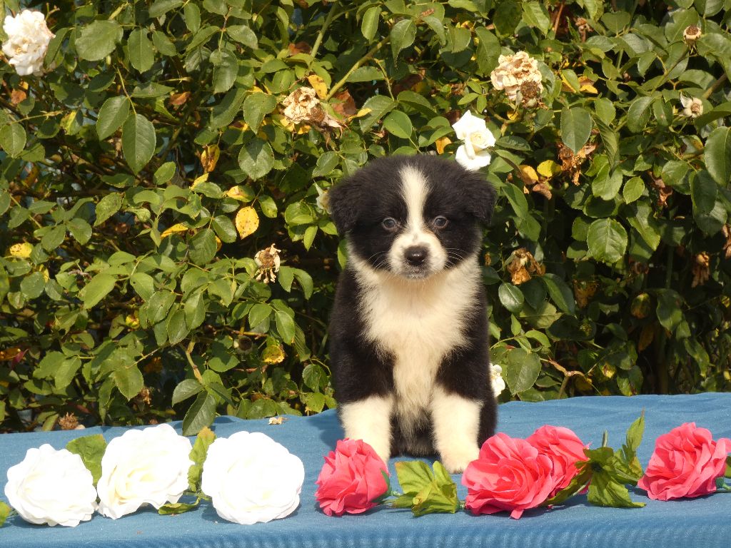 Du Domaine Du Clos Australien - Chiots disponibles - Berger Australien