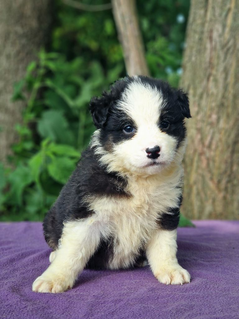 Du Domaine Du Clos Australien - Chiots disponibles - Berger Australien