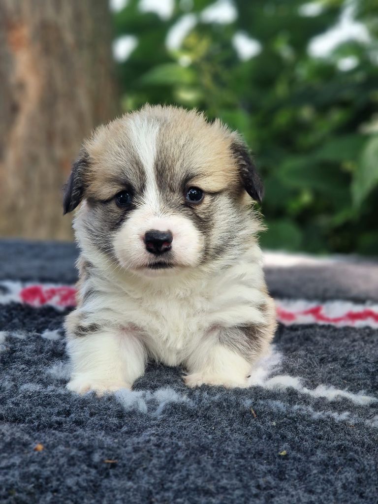 Du Domaine Du Clos Australien - Chiots disponibles - Welsh Corgi Pembroke