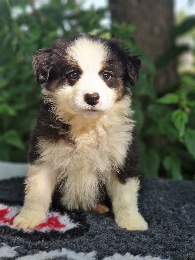 Du Domaine Du Clos Australien - Chiots disponibles - Berger Australien