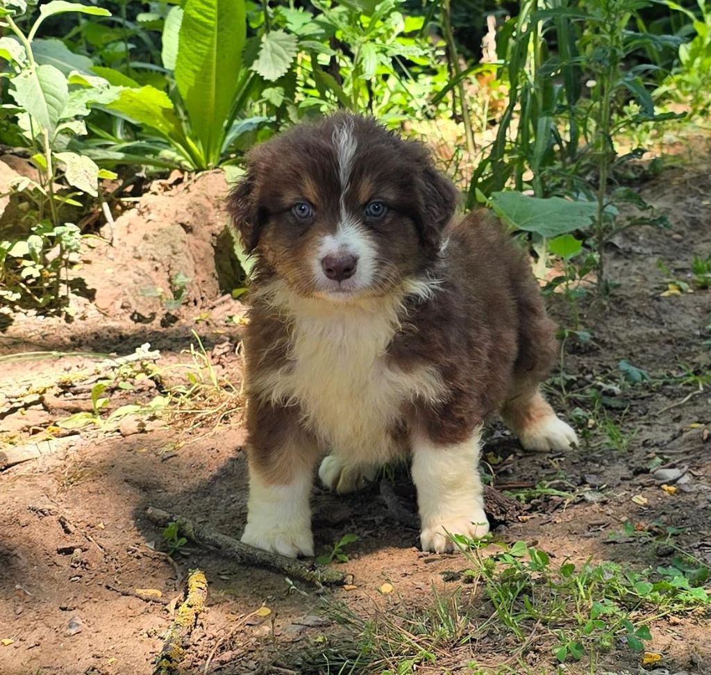 Du Domaine Du Clos Australien - Chiots disponibles - Berger Australien
