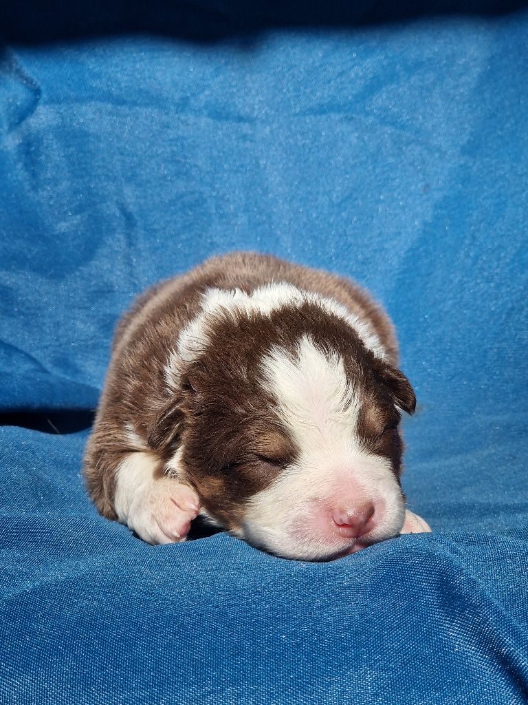 Du Domaine Du Clos Australien - Chiots disponibles - Berger Australien