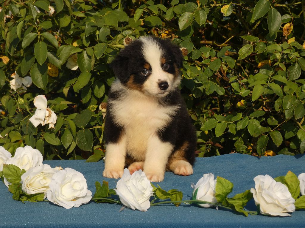 Du Domaine Du Clos Australien - Chiots disponibles - Berger Australien