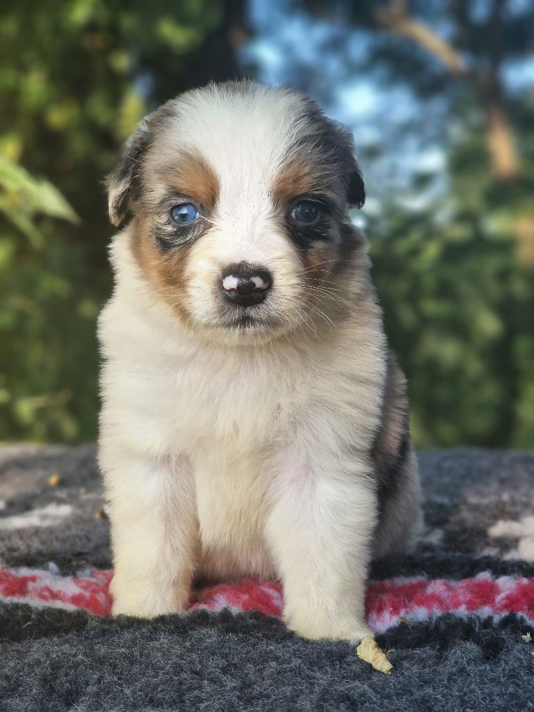 Du Domaine Du Clos Australien - Chiots disponibles - Berger Australien