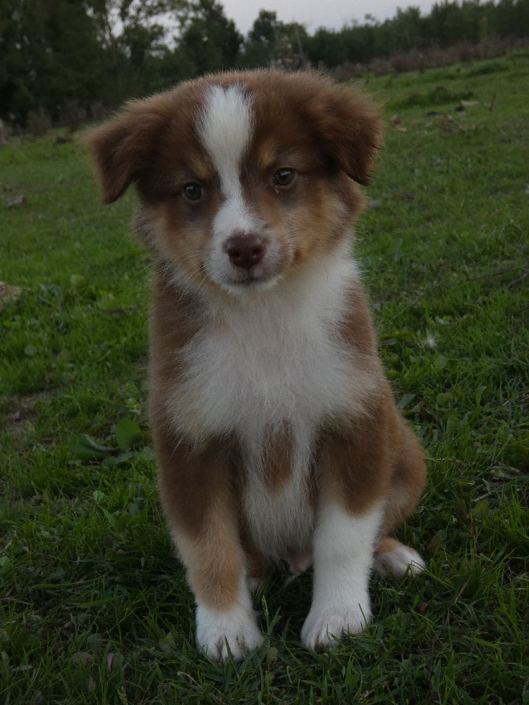 Du Domaine Du Clos Australien - Chiots disponibles - Berger Australien