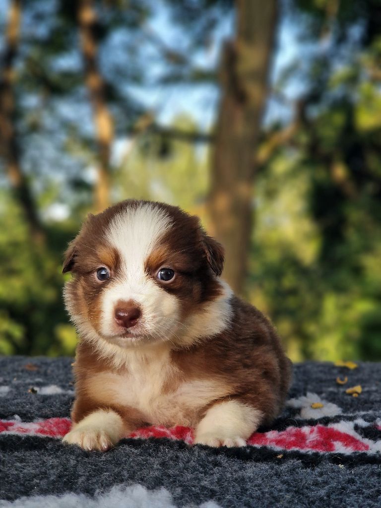 Du Domaine Du Clos Australien - Chiots disponibles - Berger Australien