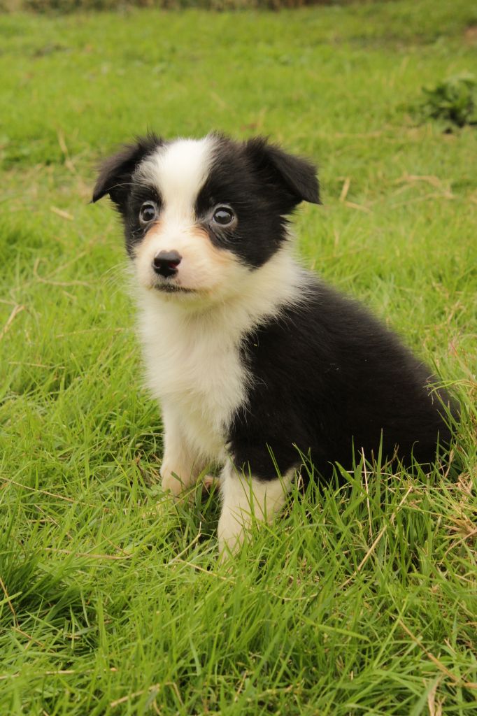 Du Domaine Du Clos Australien - Chiots disponibles - Berger Australien
