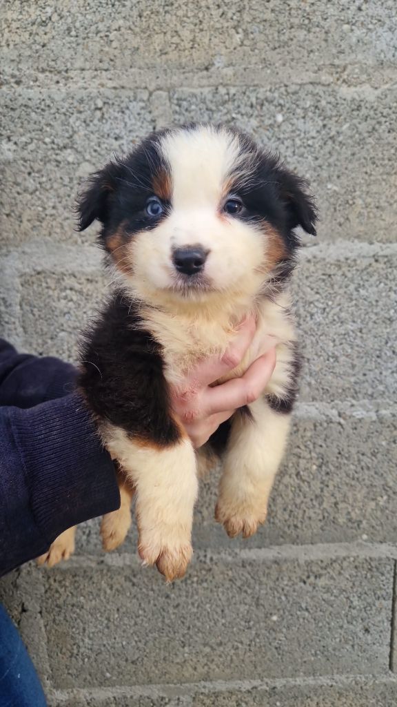 Du Domaine Du Clos Australien - Chiots disponibles - Berger Américain Miniature 