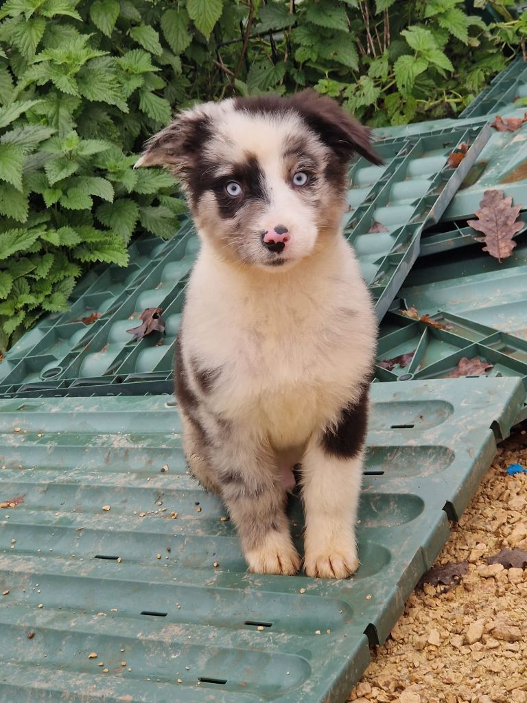 Du Domaine Du Clos Australien - Chiots disponibles - Berger Australien