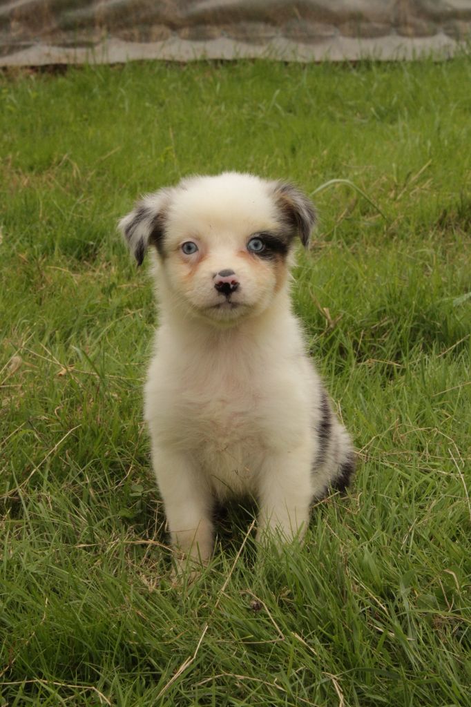 Du Domaine Du Clos Australien - Chiots disponibles - Berger Australien